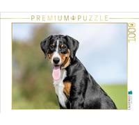 Puzzle · Chienne appenzelloise | Chiot de 4 mois · 1000 pièces · Format assemblé 64 × 48 cm · CALVENDO Puzzle