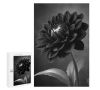 Puzzle Classique, 1000 PCS, Représentant Monochrome Dahlia Flower Close-Up, comme Loisir Apaisant pour Les Passionnés, pour Les Heures De Détente
