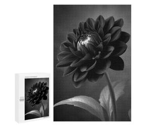 Puzzle Classique, 1000 PCS, Représentant Monochrome Dahlia Flower Close-Up, comme Loisir Apaisant pour Les Passionnés, pour Les Heures De Détente