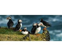 Puzzle Classique 2000 pièces Océan et Macareux à Cornes - Puzzle en Papier à Monter soi-même - Cadeau Unique - Décoration intérieure - 100 x 70 cm