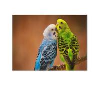 Puzzle Classique en Bois，Perruche Bleu-Blanc et Jaune-Vert sur Une Branche sur Un Fond Flou，Puzzle Adulte Enfant Cadeau Décoration Moderne Festival Bricolage Cadeau-1000 Pièces（75x50cm）-T57