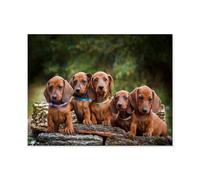 Puzzle Classique en Papier，Les Chiots Dachshund sont des Animaux Mignons，Adulte Enfant Cadeau Décoration Moderne Festival Bricolage Cadeau-1000 Pièces（38x26cm）-D75