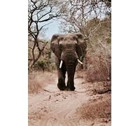 Puzzle Classique en Papier pour Adulte, 100 pièces, Collection familiale, Motif éléphant Marchant dans la Rue, 45,5 x 35,5 cm