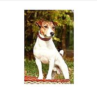 Puzzle Classique Qyufan 1000 Pièces Animal Chien Jack Russell Terrier pour Adultes et Familles