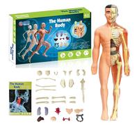 Puzzle Corps Humain,Squelette Anatomique pour Comprendre la Structure du Corps Humain,Corps Humain Anatomie,Modèle du Corps Humain,Jouet d'anatomie Humaine Réaliste avec 29 pcs d'orgue Amovible (B)
