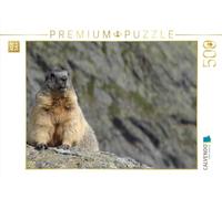 Puzzle · Curiosité | Profiter du soleil des Alpes · Marmotte près de Saas-Fee… · 500 pièces · Format assemblé 48 × 36 cm · CALVENDO Puzzle