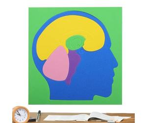 Puzzle d'anatomie du corps humain, modèle scientifique de cerveau EVA pour l'assemblage - Puzzles d'anatomie cérébrale | Pour filles enfants adolescents maison école