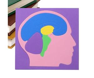 Puzzle d'Anatomie | Fournitures d'Expérience Scientifique du Cerveau en EVA | Casse-Tête Cérébral Humain | pour Jeunes École à la Maison Intérieur Maternelle Voyage Salle de Jeu