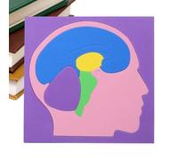 Puzzle d'anatomie pour Modèle de cerveau éducatif Montage EVA | Puzzle éducatif du cerveau pour garçons, filles, jeunes, enfants, maison, école, intérieur, jardin d'enfants et voyage