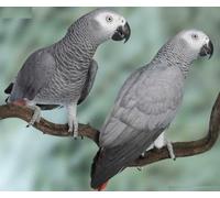 Puzzle de 1 000 pièces perroquet gris africain brillant - Impression photo d'oiseau congo parler gris - Puzzle amusant de 1000 pièces pour adultes - Cadeaux stimulants