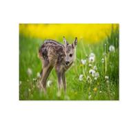 Puzzle De 1000 Pièces，Adorable Faon dans Une Prairie Pleine de pissenlits，Jeu De Puzzle pour Adultes Et Adolescents（50x70cm）-O5