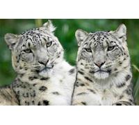 Puzzle de 1000 pièces - Beau léopard de neige brillant - Photo - Panthères blanches mignonnes - Puzzle amusant en famille - 1000 pièces pour adultes - Cadeaux stimulants