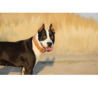 Puzzle de 1000 pièces - Chienne Bouledogue - Idée Cadeau d'halloween ou de Noël - Jeu Anti-Stress et d'intelligence - 50 x 70 cm