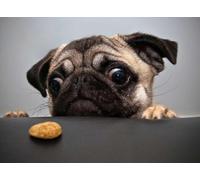 Puzzle de 1000 pièces en Tilleul Fait Main, aux Couleurs Vives, pour Adultes. Livré en boîte. Peut Servir de décoration Murale. Motif : Carlin Qui Veut Un Biscuit. 38 x 26 cm.