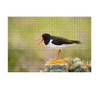 Puzzle de 1000 pièces : Huîtrier Pie Bernois Chantant sur Un Rocher moussu - Défi intellectuel - Jeu éducatif - Coffret de Puzzles - Jeu Familial - Peinture intellectuelle - 52 x 38 cm