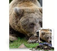 Puzzle de 1000 pièces Ours endormi sur Pierre pour Adolescents Un défi Intelligent, Une activité sereine et Un Joli Cadeau (38x26cm)