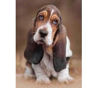 Puzzle de 1000 pièces pour Adultes et Chiens de Race Basset Hound - Idée Cadeau - Puzzle éducatif « Chien Heureux » - Jeu Familial pour Toute la Famille - Puzzle coloré 52 x 38 cm