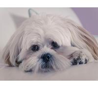 Puzzle de 1000 pièces pour Adultes,Jeu d'adresse pour Toute la Famille-Lhassa,Apso,Chien,museau 70x50cm