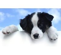 Puzzle de 1000 pièces pour Adultes, Jeu Familial, Jeu de cohésion d'équipe, Cadeau pour Les Amoureux ou Les Amis - Chat à Poils Longs - 50 x 70 cm