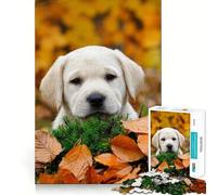 Puzzle de 1000 pièces pour Adultes Motif Chiot Labrador d'automne Ajustement Parfait Défi cérébral Artistique Jeu de détente et de Divertissement Cadeau d'anniversaire pour l'esprit (50x75cm)
