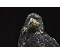 Puzzle de 1000 pièces pour Adultes, Puzzle en Papier, thème Nébuleuse, Gros Poisson et Monstre Fantastique, décoration Murale à Faire soi-même, 26 x 38 cm