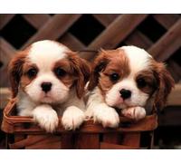 Puzzle de 1000 pièces pour Adultes, représentant Un Chiot Cavalier King Charles Spaniel. Jeu de Puzzle Animalier, Jouet, Cadeau, décoration intérieure, Puzzle Stimulant de 50 x 70 cm.