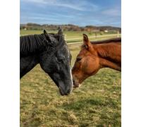 Puzzle de 1000 pièces, représentant des édifices Religieux spectaculaires. Grand Puzzle de 1000 pièces (26 x 38 cm).