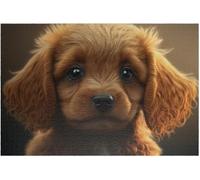 Puzzle de 1000 pièces représentant Un Cavalier King Charles, idéal pour Adultes et Adolescents. Décoration colorée, Niveau de difficulté élevé. Dimensions : 50 x 70 cm.