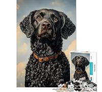 Puzzle de 1000 pièces représentant Un Retriever à Poil bouclé Noir idéal pour Un Anniversaire Noël ou Tout Simplement pour s'amuser en Famille à partir de 14 Ans (38x52cm)