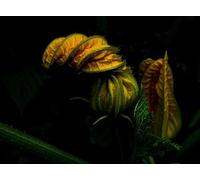 Puzzle de 1500 pièces « Plantez des Fleurs » pour Adultes : Idée Cadeau pour renforcer la cohésion d'équipe Entre Amis ou en Couple (14 Ans et Plus)