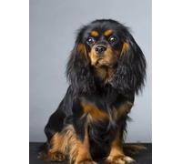 Puzzle de 2000 pièces Cavalier King Charles Spaniel pour Adultes et Enfants - Décoration intérieure - 70 x 100 cm