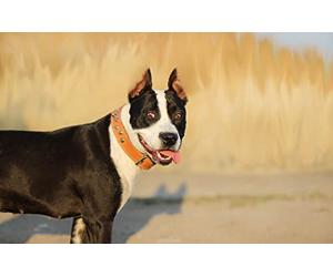 Puzzle de 2000 pièces - Chienne Bouledogue - Idée Cadeau d'halloween ou de Noël - Jeu Anti-Stress et d'intelligence - 70 x 100 cm