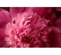 Puzzle de 2000 pièces Fleurs Roses pour Adultes : Un Cadeau éducatif et idéal à Assembler en Famille ou Entre Amis (14 Ans et Plus).