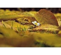 Puzzle de 2000 pièces « Petites Fleurs Blanches » pour Adultes : Un Cadeau éducatif et idéal à Assembler en Famille ou Entre Amis (14 Ans et Plus).