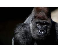 Puzzle de 2000 pièces pour Adultes - Deux Loups, Puzzle de 2000 pièces, Puzzle de Sol pour Enfants et Adultes, 70 x 100 cm