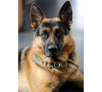 Puzzle de 2000 pièces représentant Un Berger Allemand, Un Jeu intellectuel et Familial idéal comme Cadeau pour Les fêtes (70 x 100 cm).