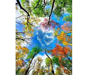 Puzzle de 300 Pièces- Loup et rose, Casse-tête de Bricolage avec Impression Haute Définition pour Enfants Adultes, Jeux Éducatifs Idéaux pour Détente, Méditation, Loisirs-23 x 15 pouces (52 x 38 cm)