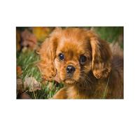 Puzzle de 300 pièces représentant des Cavaliers King Charles Spaniel Bruns à Poil bouclé, avec boîte d'emballage pour Adultes - Puzzle en Bois