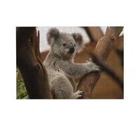 Puzzle de 300 pièces représentant Un Adorable Koala sur Un Arbre, avec boîte d'emballage pour Adultes - Puzzle en Bois