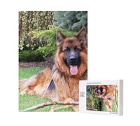 Puzzle de 300 pièces représentant Un Berger Allemand, avec boîte d'emballage pour Adultes - Puzzle en Bois