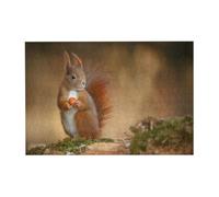 Puzzle de 300 pièces représentant Un écureuil Roux (Sciurus) avec boîte d'emballage pour Adultes - Puzzle en Bois