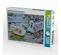 Puzzle · De Jeunes cygnes tuberculés sur Une Plage de la mer Baltique | Une illustration tirée du calendrier « La fascination des… · 1000 pièces · Format assemblé 64 × 48 cm · CALVENDO Puzzle
