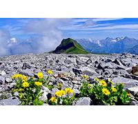 Puzzle de Noël pour Enfants, 1000 pièces, beauté Naturelle, Fleurs, France, Alpes, Haute-Savoie 38x26CM