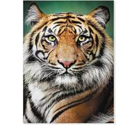 Puzzle de Tigre de 1000(70x50cm) pièces, Puzzle Animalier, Jouet éducatif pour Adultes et Enfants, Jeu Relaxant en Famille