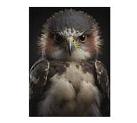 Puzzle Décoratif Hawk Looking At The Camera pour Adultes, 500 PCS