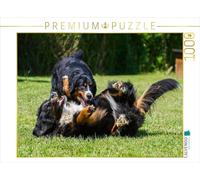 Puzzle · des Chiens de Montagne Bernois en Train de Jouer | 1000 pièces · Format assemblé 64 × 48 cm · CALVENDO Puzzle