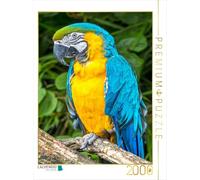 Puzzle · des perroquets colorés: l'ara à Poitrine Jaune | Ara à poitrine jaune (Ara ararauna), Venezuela, Bolivie… · 2000 pièces · Format assemblé 90 × 67 cm · CALVENDO Puzzle