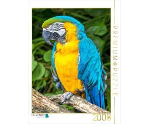 Puzzle · des perroquets colorés: l'ara à Poitrine Jaune | Ara à poitrine jaune (Ara ararauna), Venezuela, Bolivie… · 2000 pièces · Format assemblé 90 × 67 cm · CALVENDO Puzzle