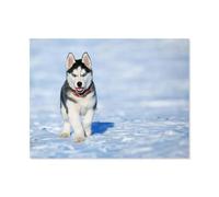Puzzle DIY 1000 Pièces，Malamute d'Alaska dans la Neige，Puzzle pour Enfants Puzzle Adulte Jeu De Puzzle Jouets Cadeau（75x50cm）-O8