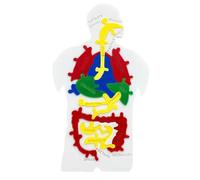 Puzzle du Corps Humain - Modèle d'anatomie, organe de Puzzle d'organes | Toy cognition Scientifique pour Tout-Petits, et étudiants, professeurs de Jeux éducatifs en Classe et l